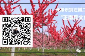 《寺外桃源講花卉》–喜悅熱烈的大麗花想告訴你福利來咯！