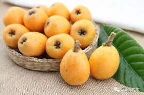 《寺外桃源講花卉》–福果枇杷送福利啦！