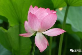 《寺外桃源講花卉》–接天蓮葉無窮碧，映日荷花別樣紅