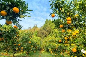 好消息！伏虎寺外桃源旅游景區(qū)的橘子熟啦!