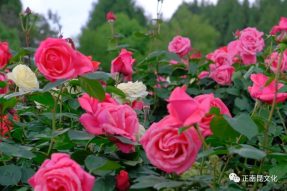 驚艷！寺外桃源景區(qū)樹狀月季花第一波已經(jīng)開啦，五一節(jié)去邂逅浪漫花海